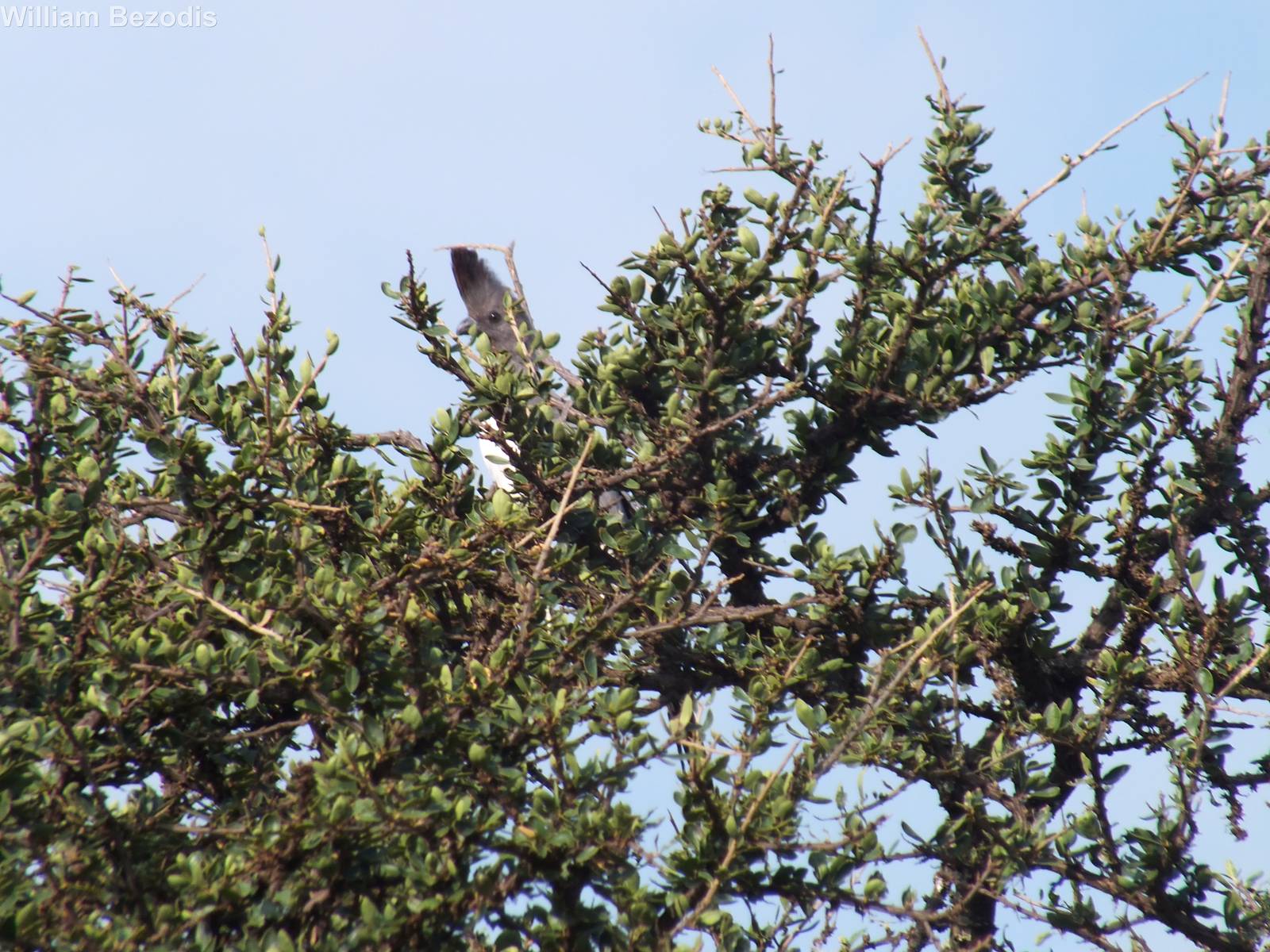 White-bellied Go-away Bird