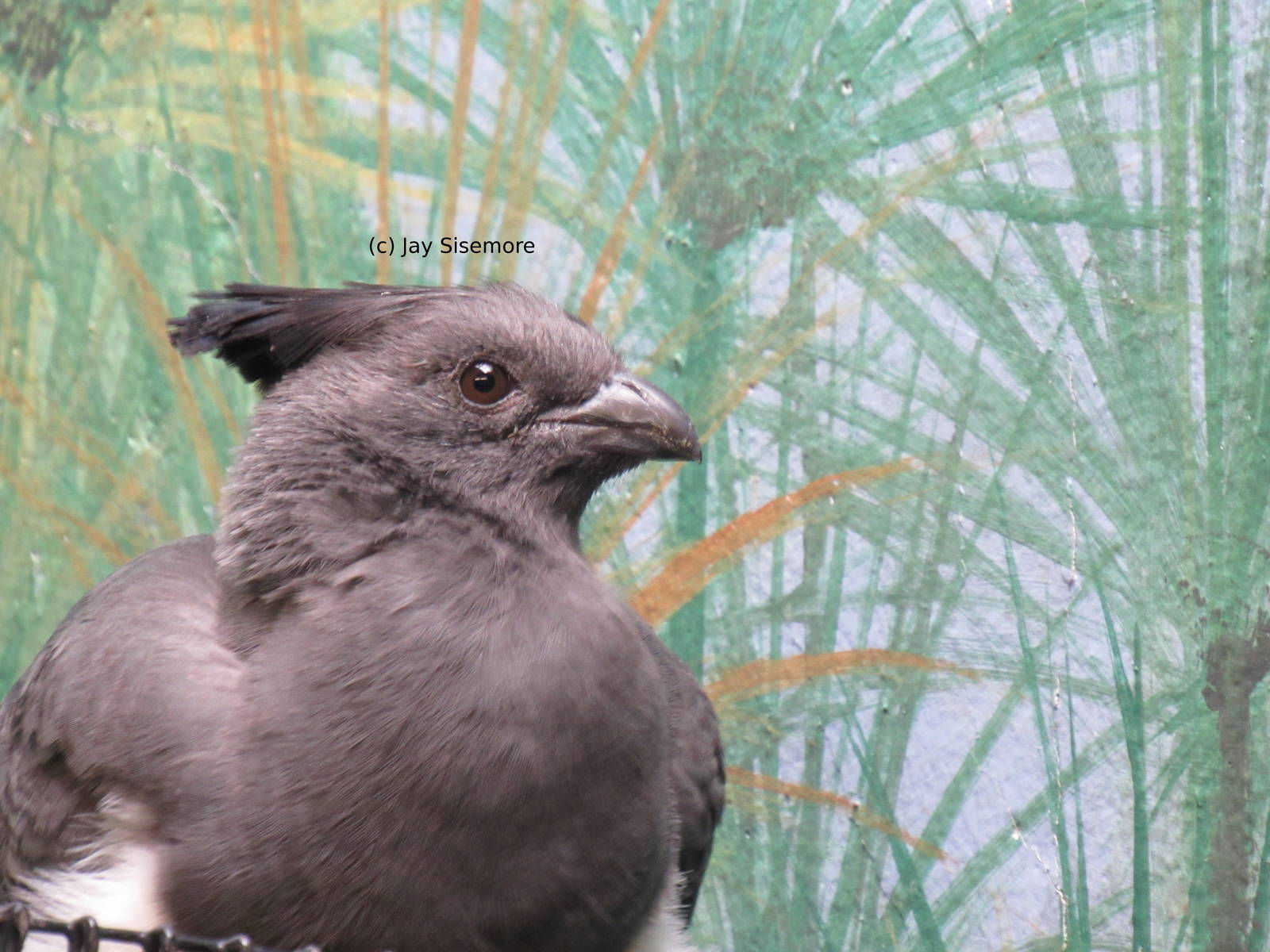 White Bellied Go-Away Bird