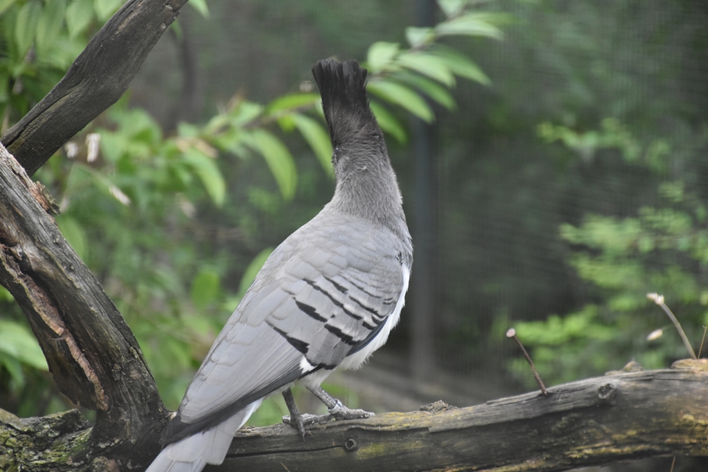 White-bellied go-away-bird