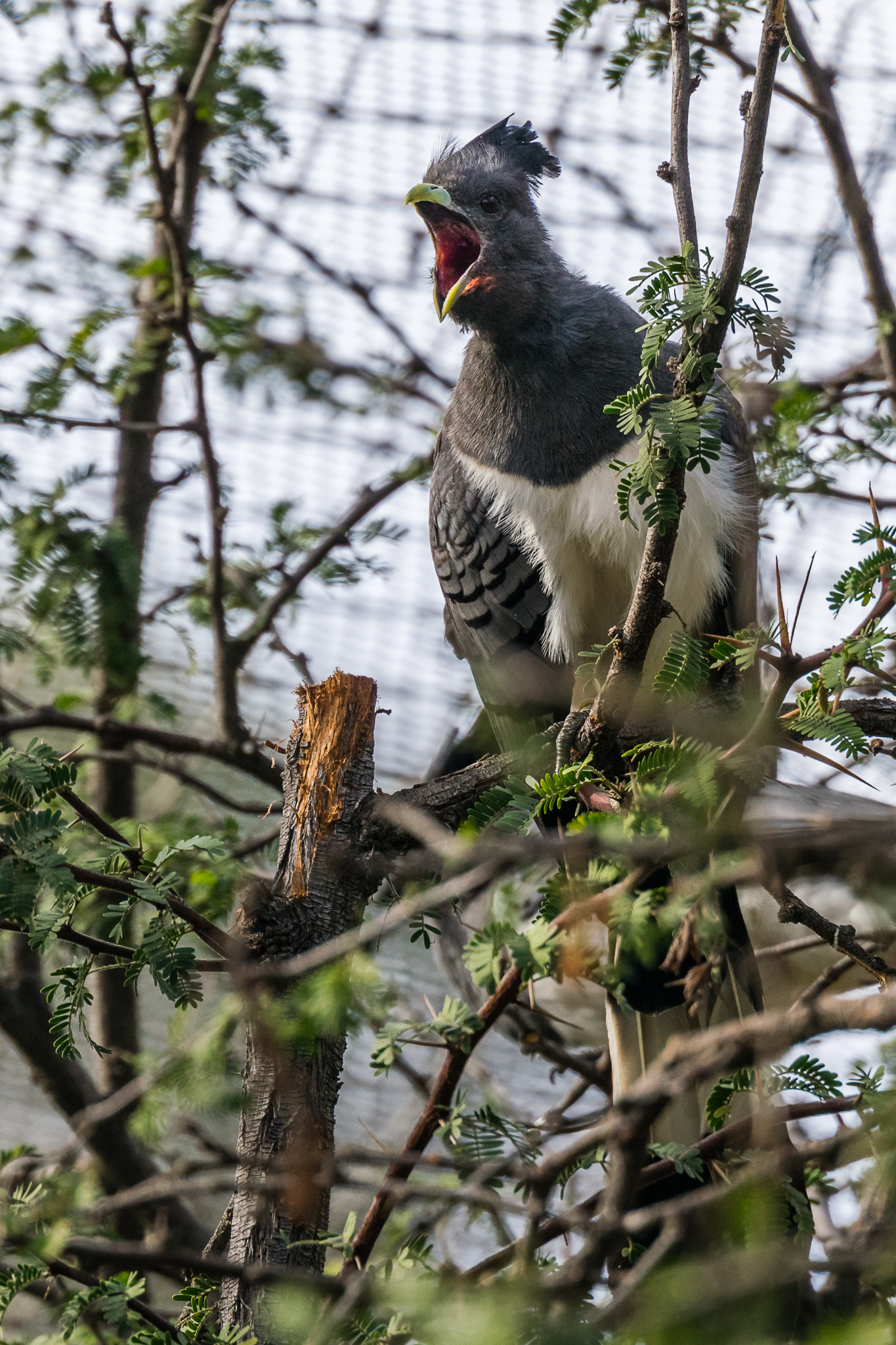 White-Bellied Go-Away-Bird