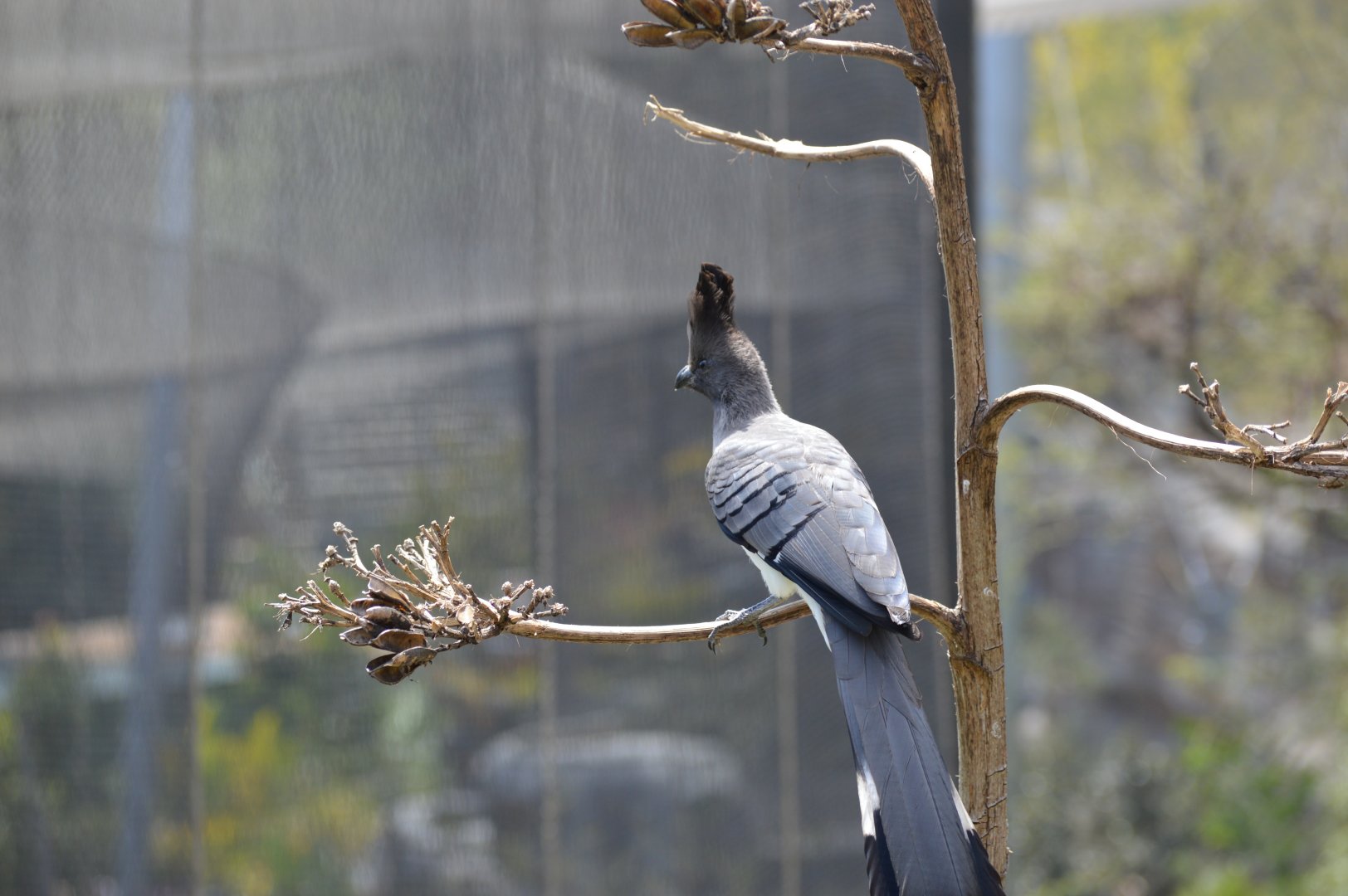 White-bellied Go-away-bird
