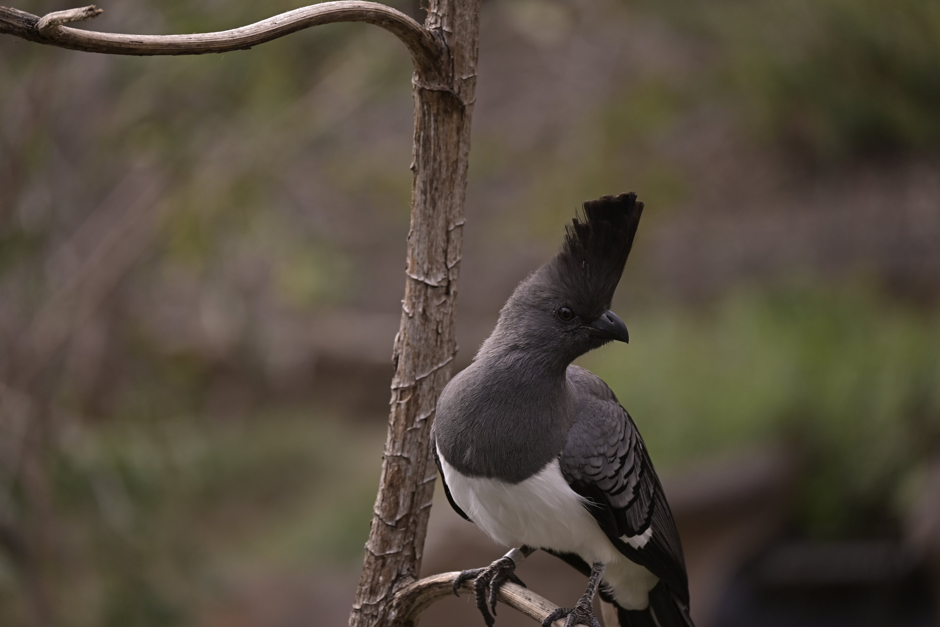 White Bellied Go Away Bird