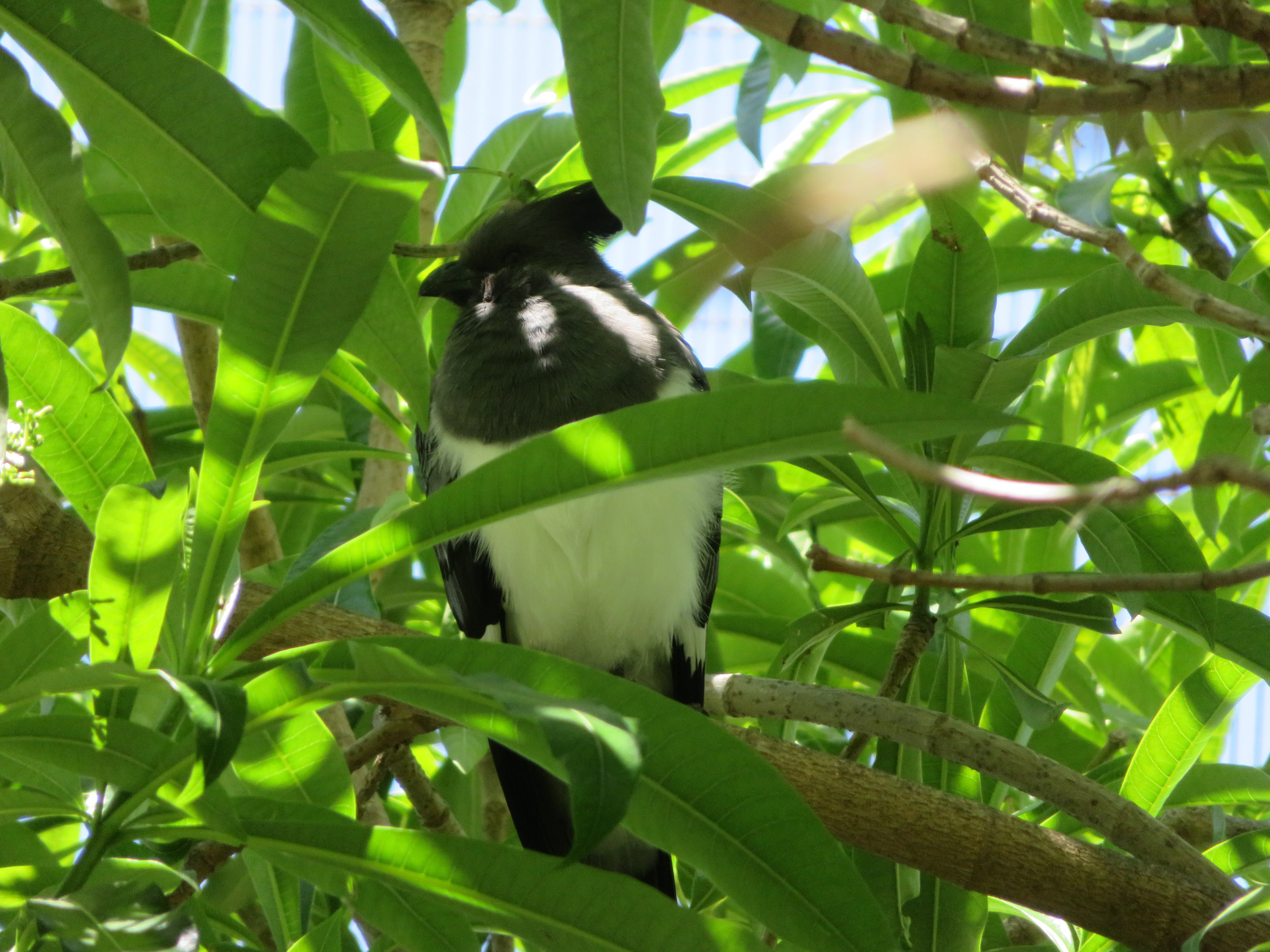White-bellied Go-away-bird