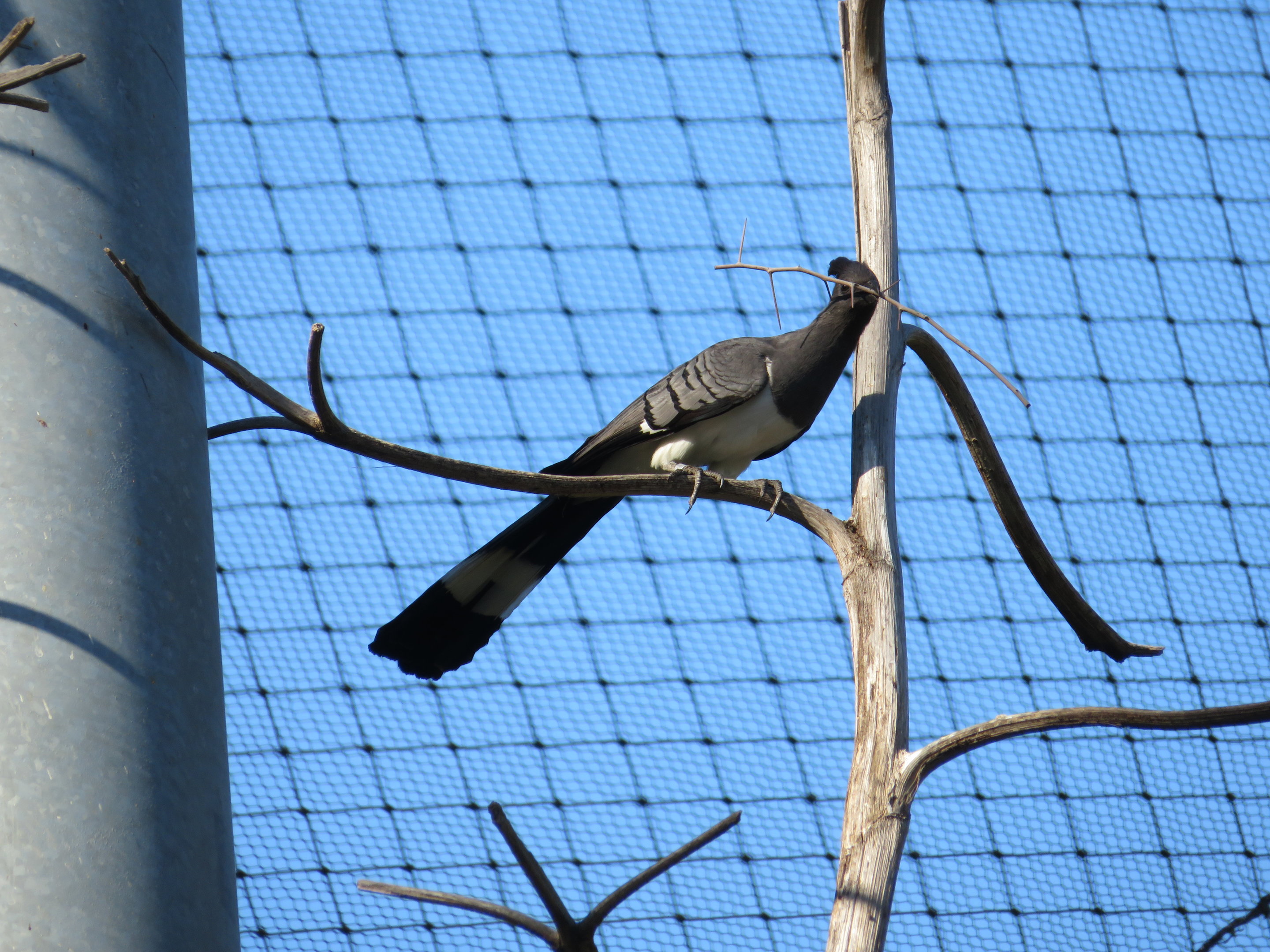 White-bellied Go-away-bird