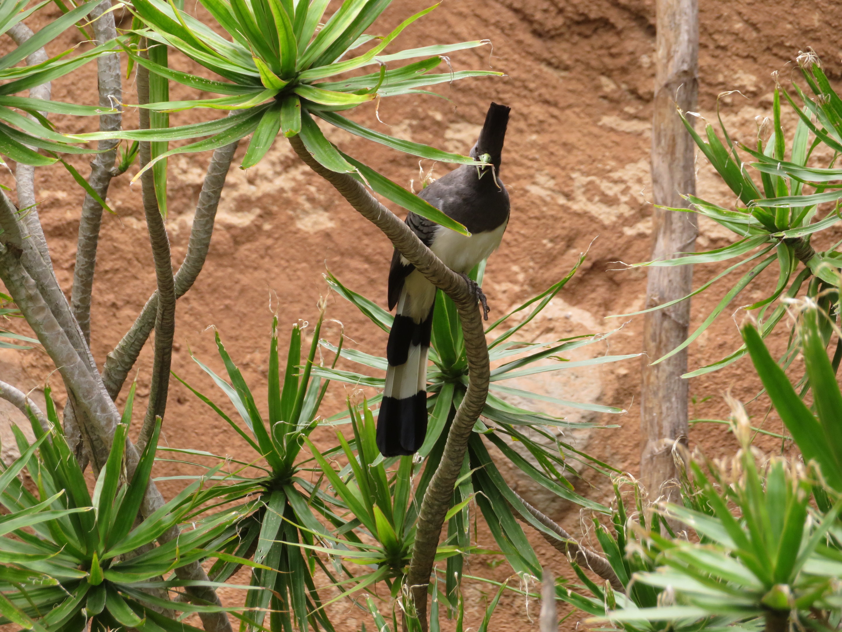White-bellied Go-away-bird