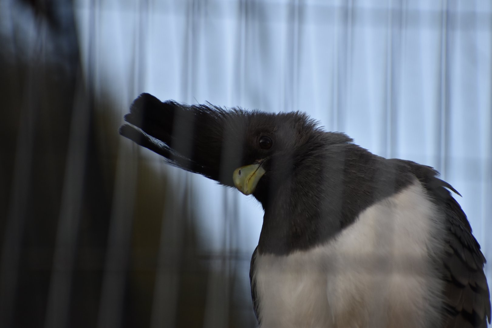 White Bellied Go away bird