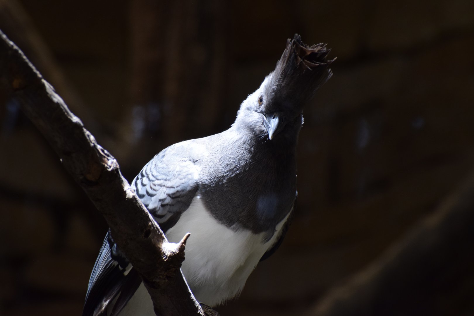 White-bellied go-away-bird
