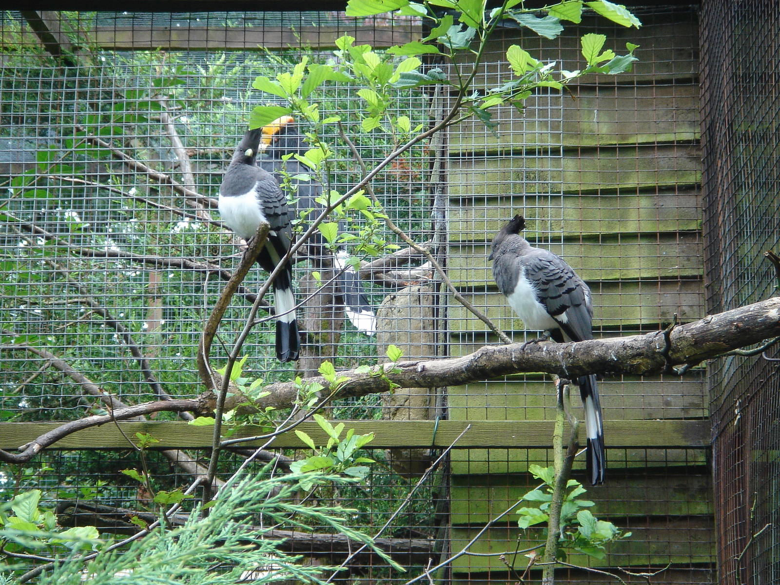 White-Bellied Go-Away Birds (Corythaixoides leucogaster)