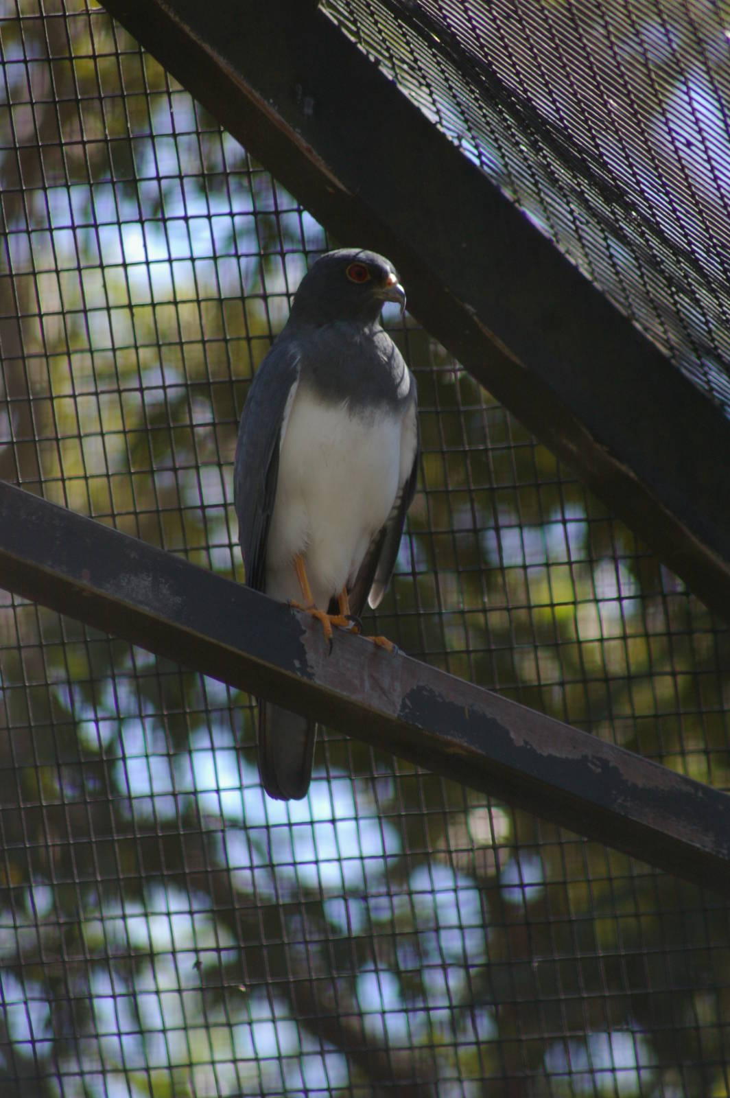 white-bellied goshawk (Accipiter haplochrous)