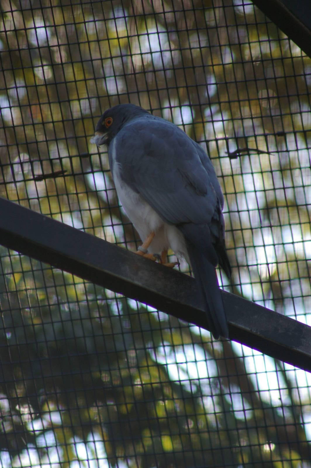 white-bellied goshawk (Accipiter haplochrous)