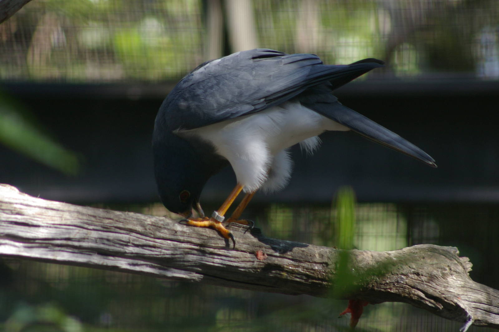 white-bellied goshawk (Accipiter haplochrous)