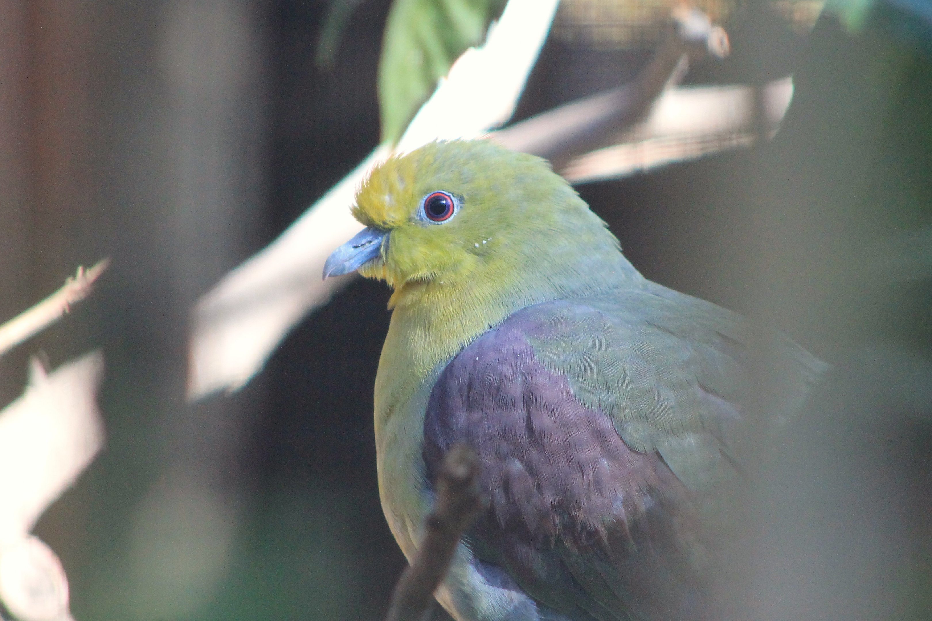 White-bellied Green Pigeon (Treron sieboldii)