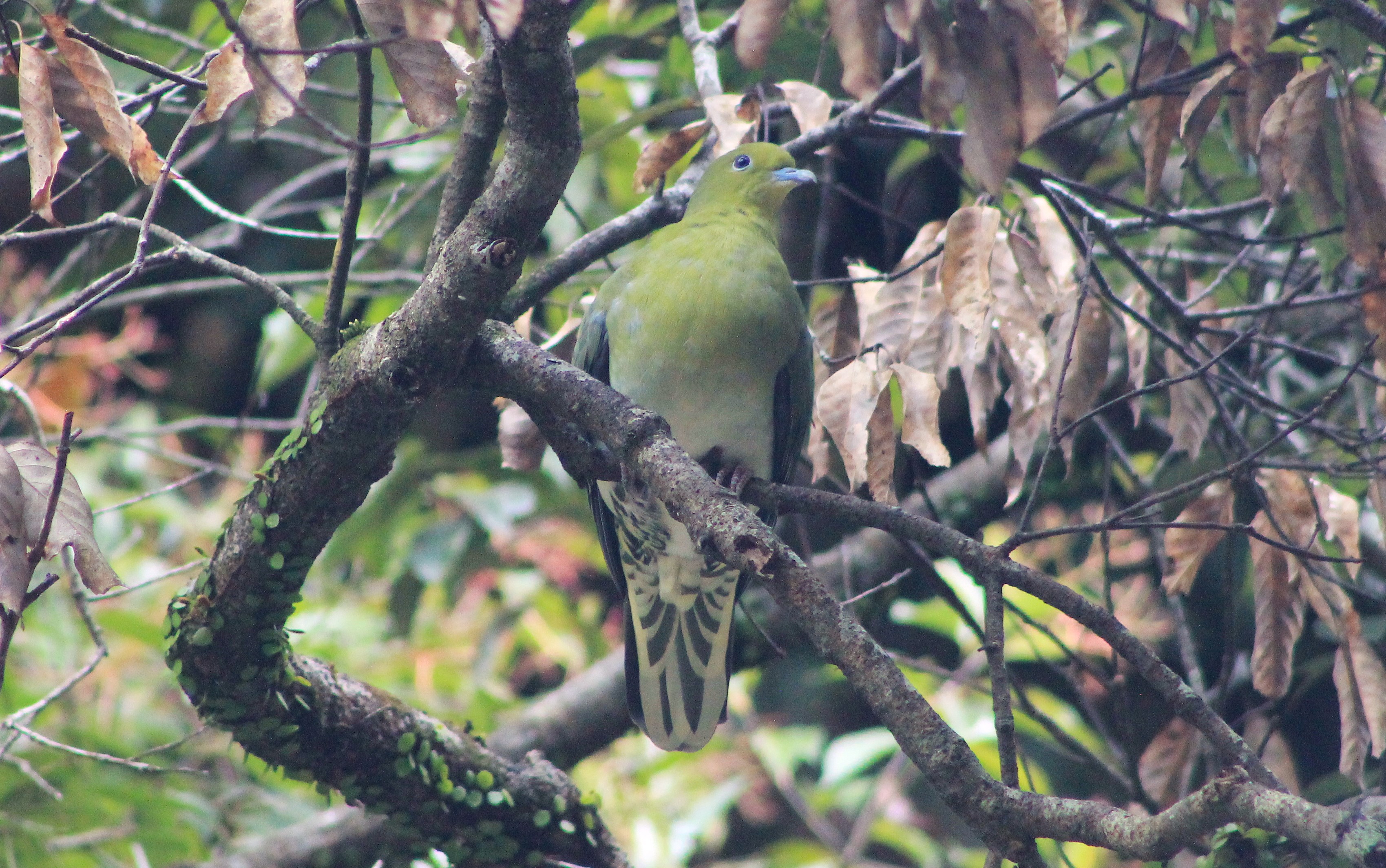 White-bellied Green Pigeon (Treron sieboldii)