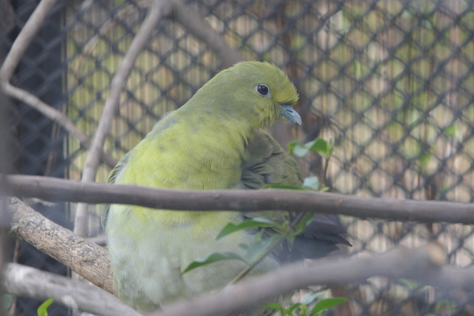 White-bellied Green Pigeon (Treron sieboldii)