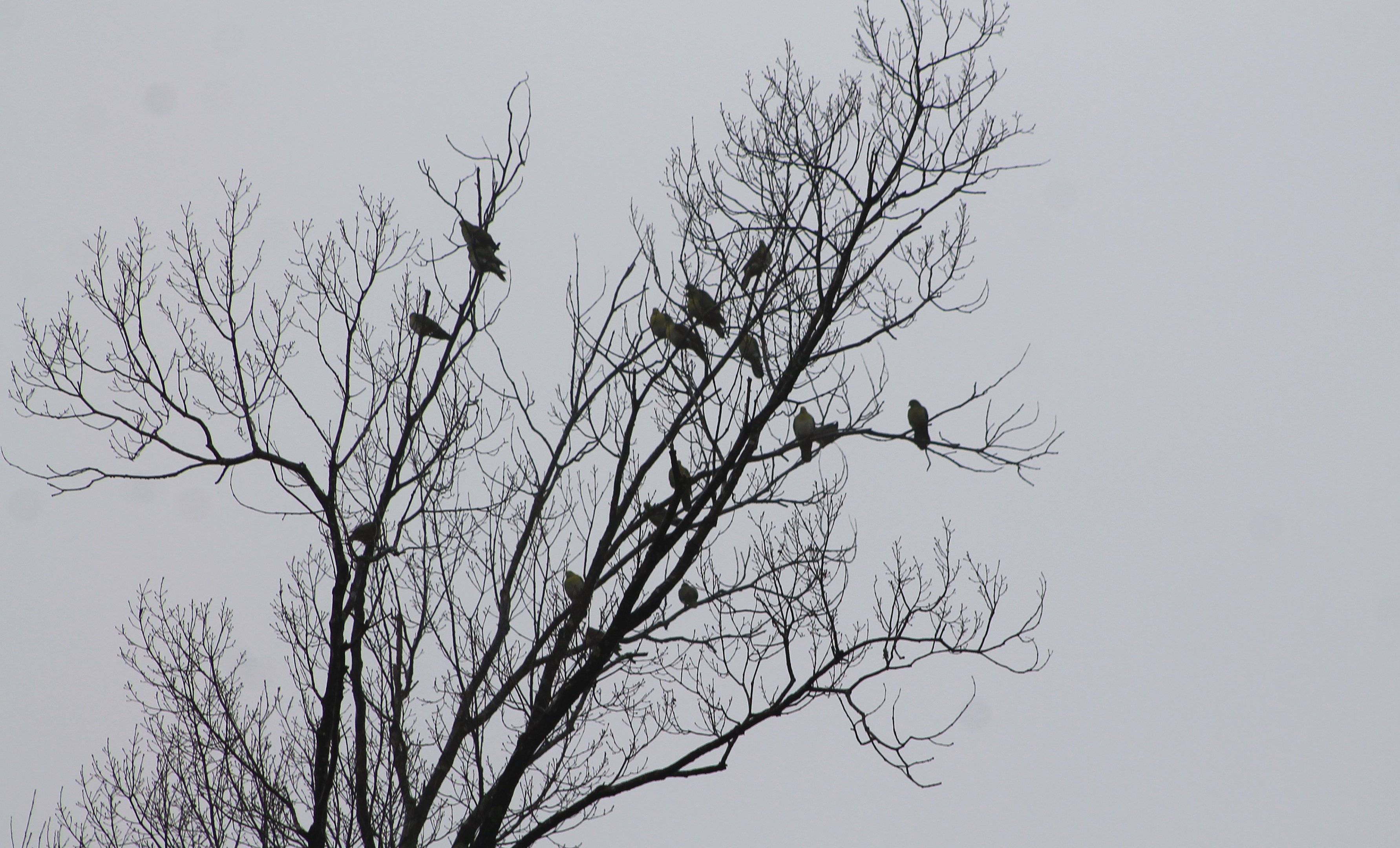 White-bellied Green Pigeons (Treron sieboldii)
