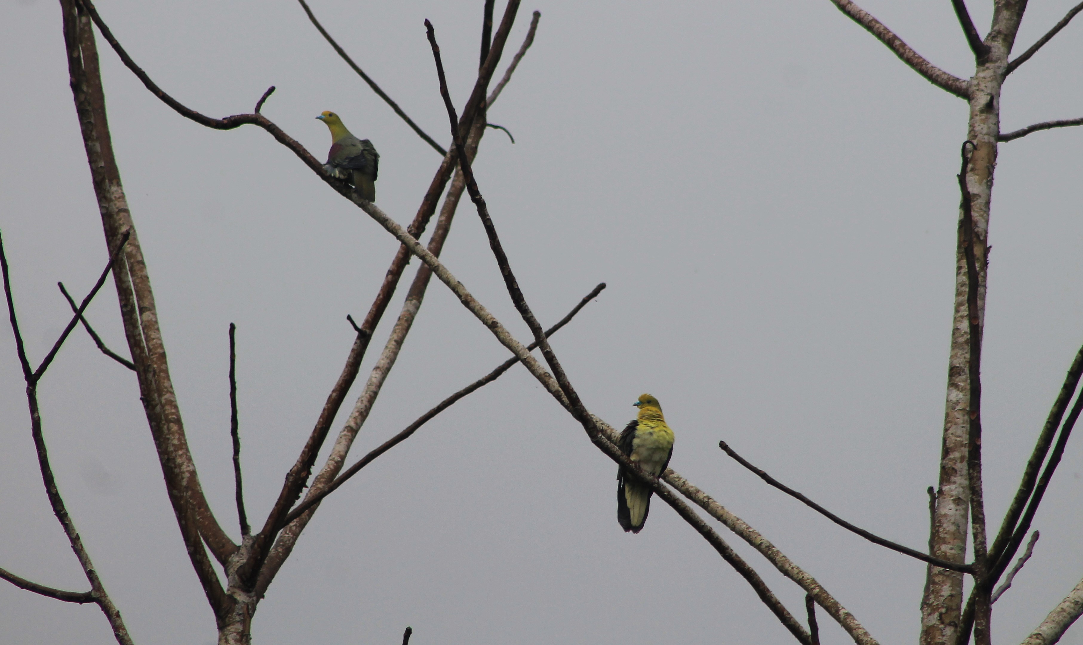 White-bellied Green Pigeons (Treron sieboldii)