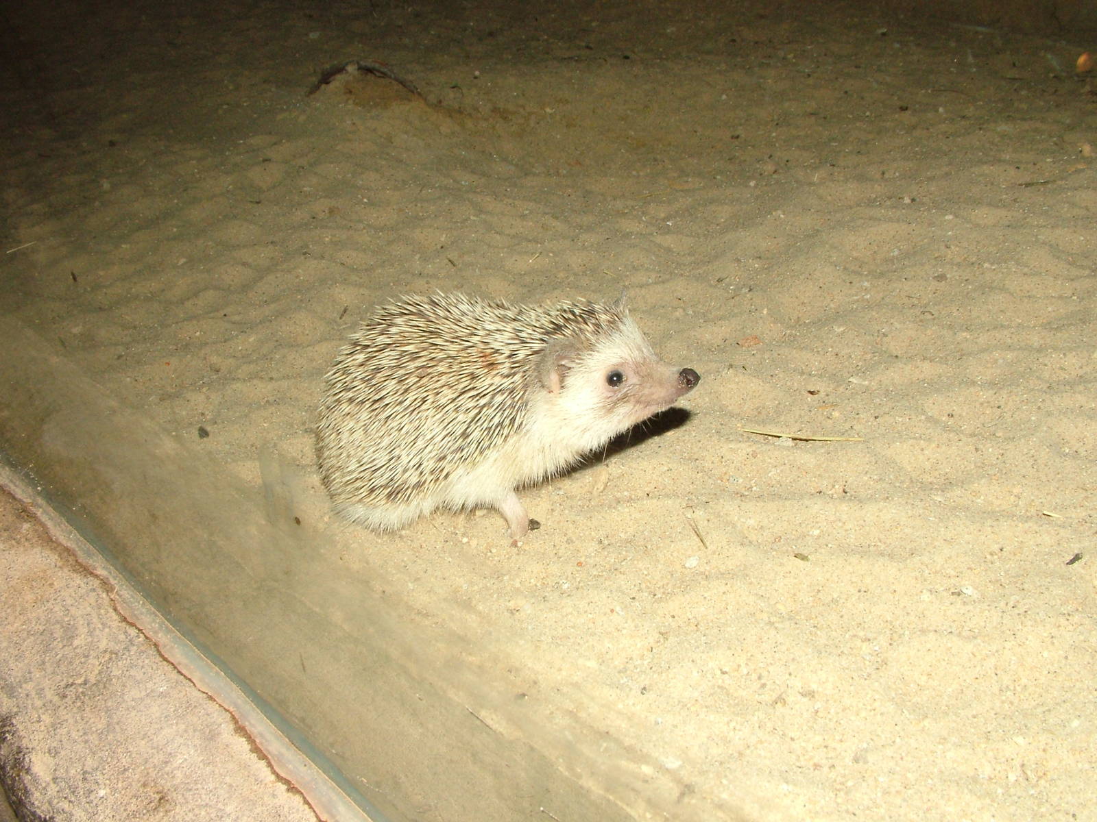 White-bellied Hedgehog at Jihlava, 31/05/10