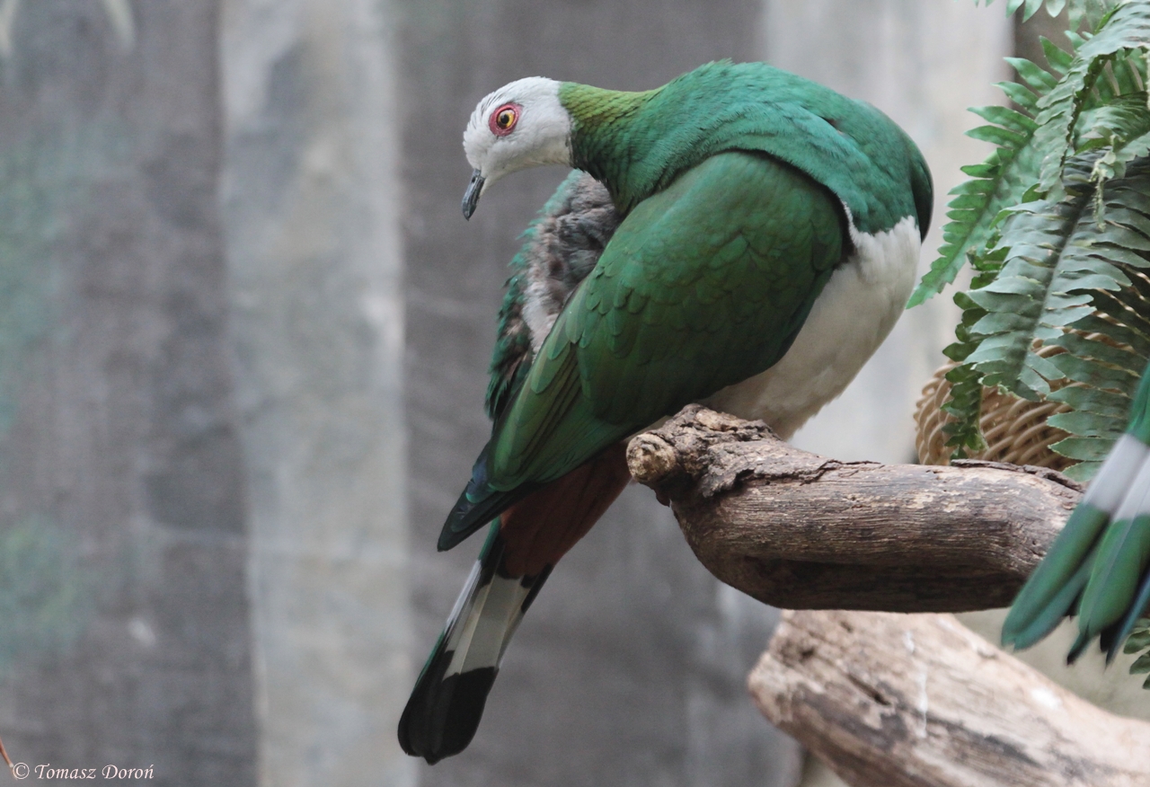 White-bellied Imperial Pigeon (Ducula forsteni)