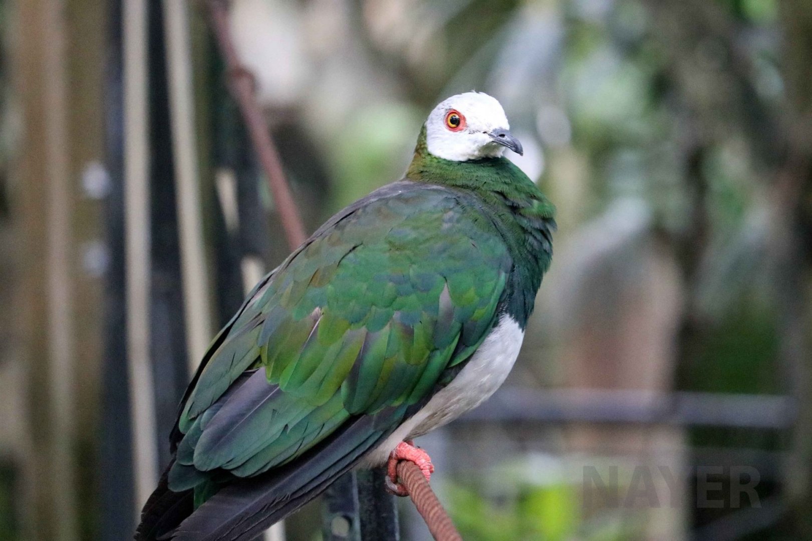 White-bellied imperial pigeon, June 2016