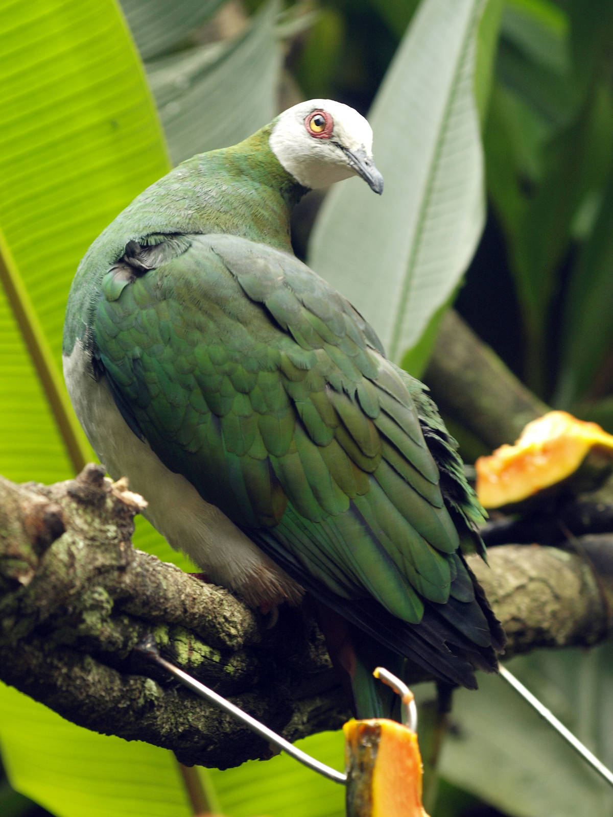 White-bellied Imperial pigeon