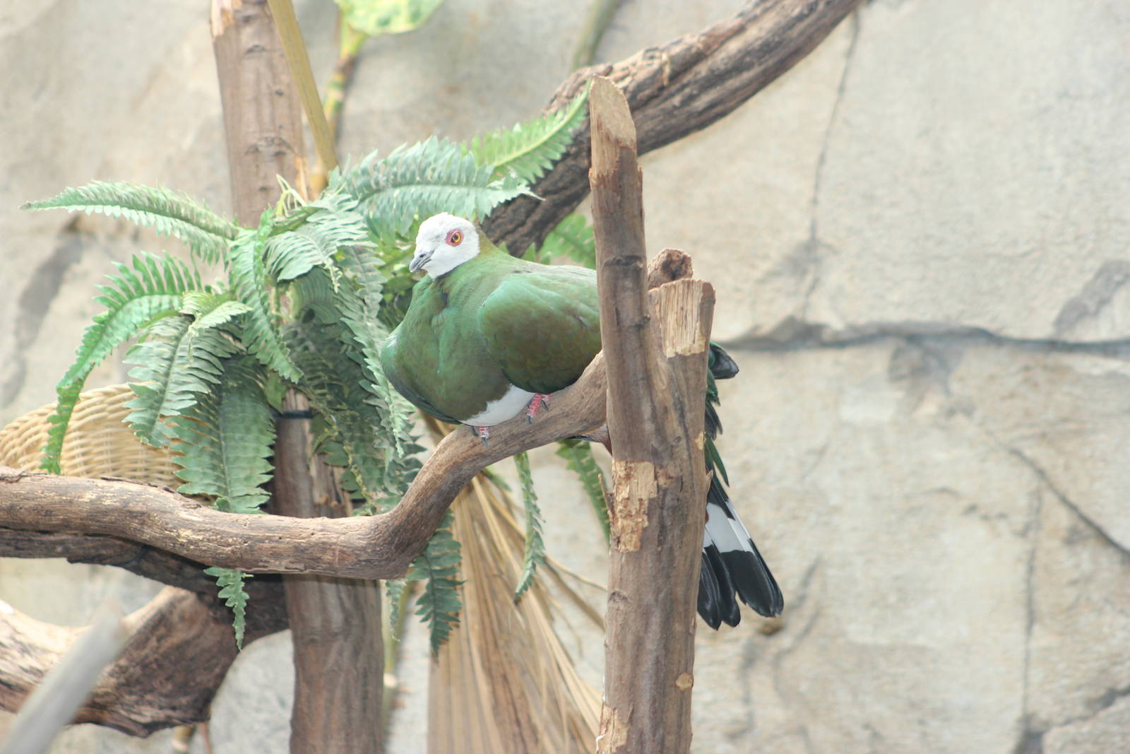 White-bellied imperial pigeon