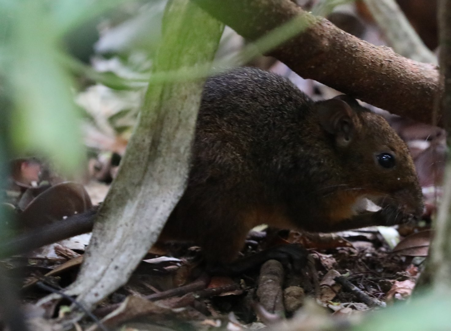 white-bellied nesomys (Nesomys audeberti)