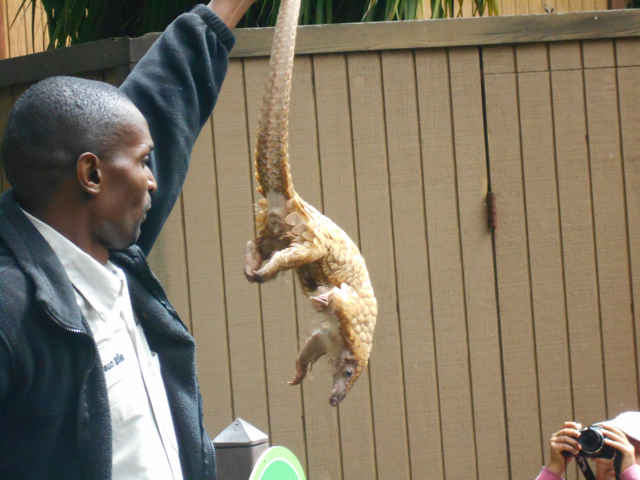 White-bellied pangolin agility demo