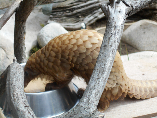 White-bellied pangolin eating