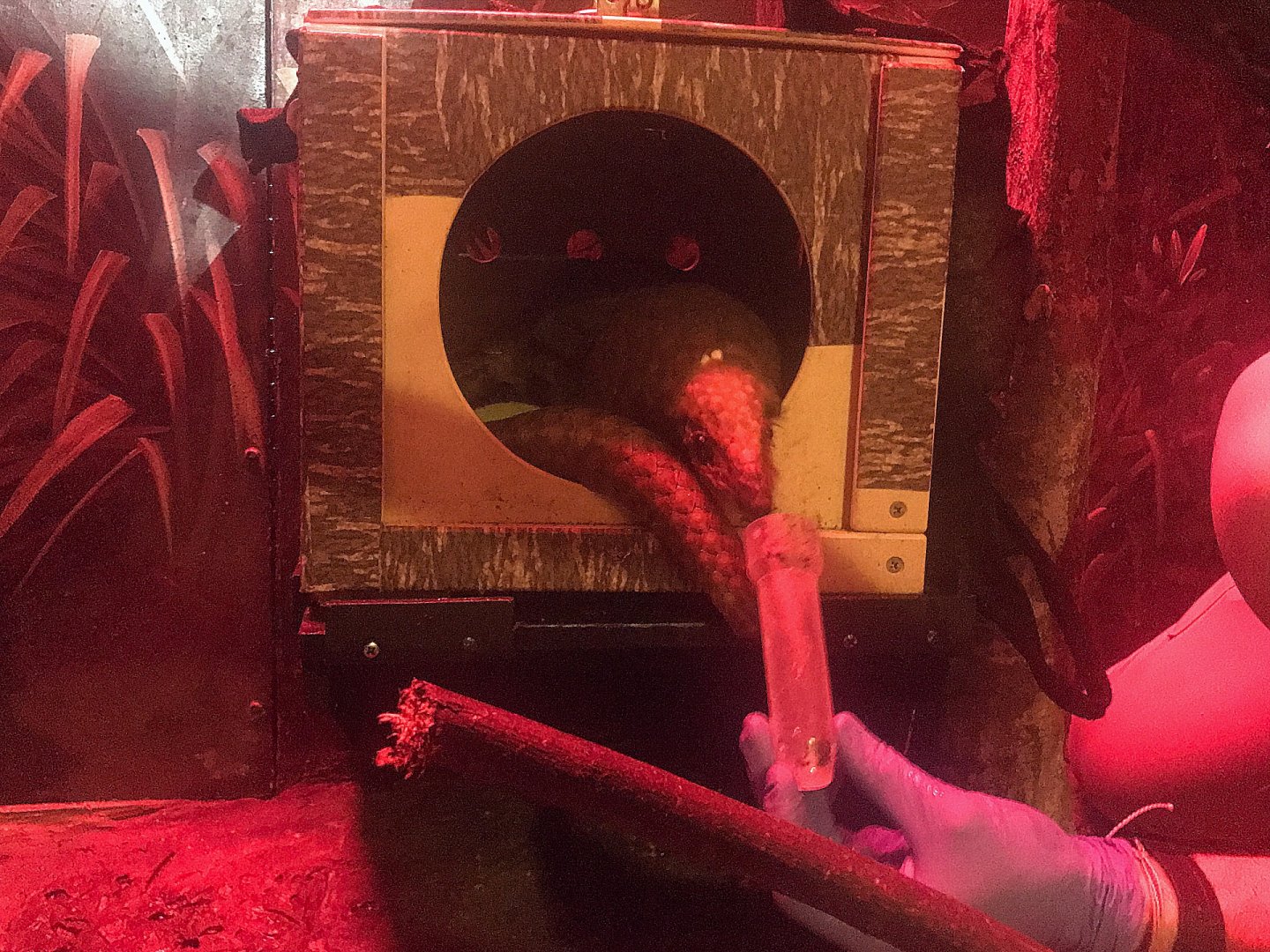 White-bellied Pangolin Feeding