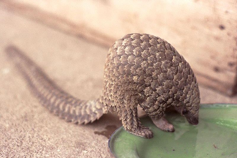 White-bellied pangolin (pet) 2