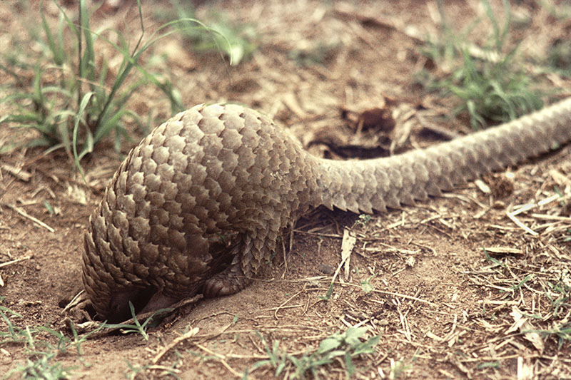 White-bellied pangolin (pet) 3