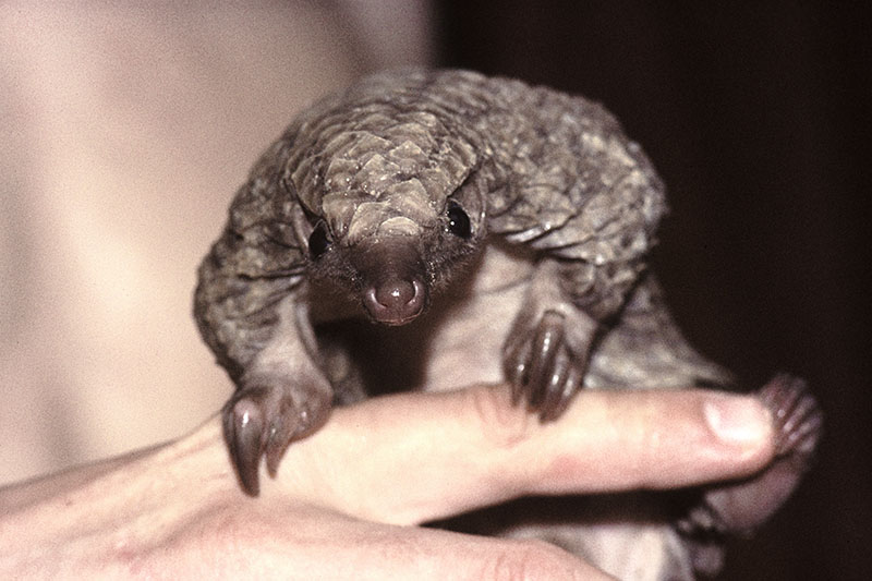 White-bellied pangolin (pet) 4