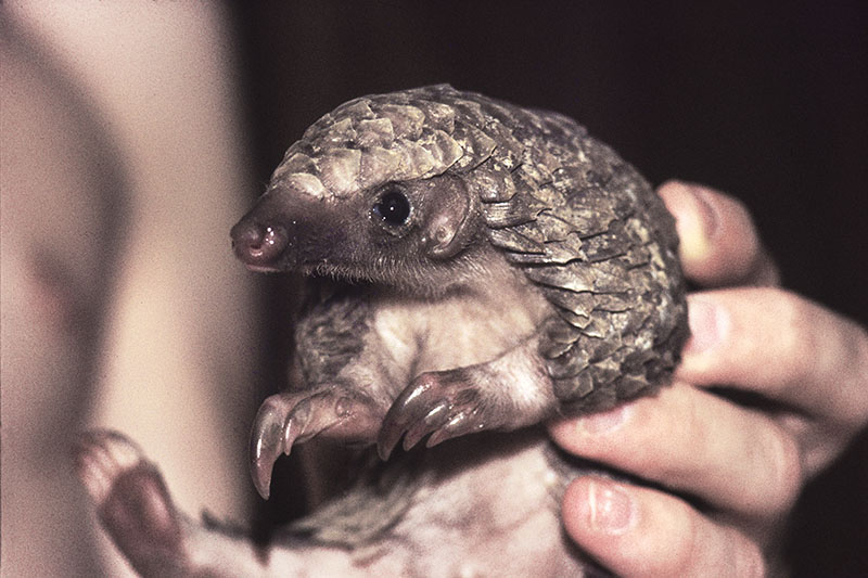 White-bellied pangolin (pet) 5