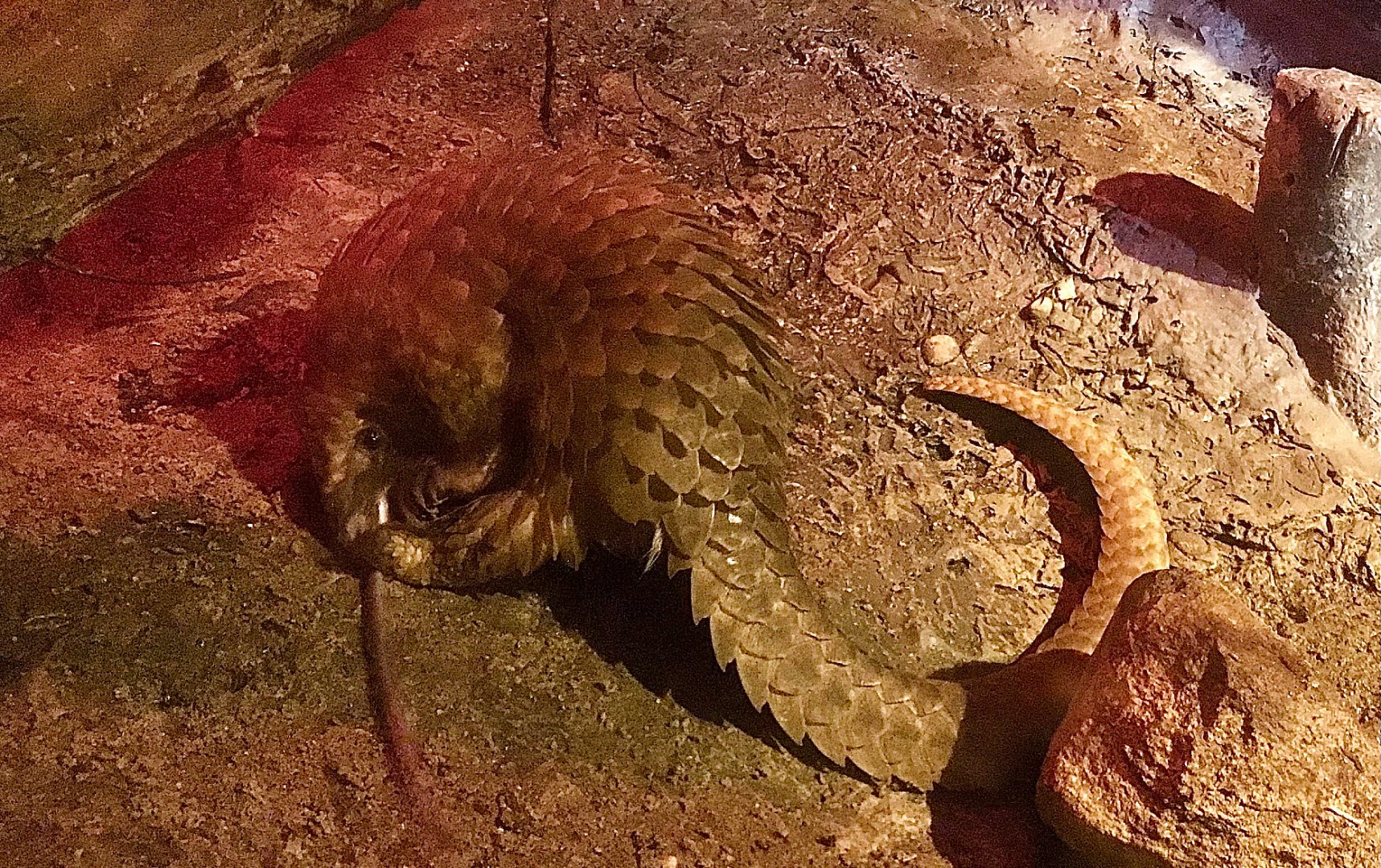 White-bellied Pangolin Tongue