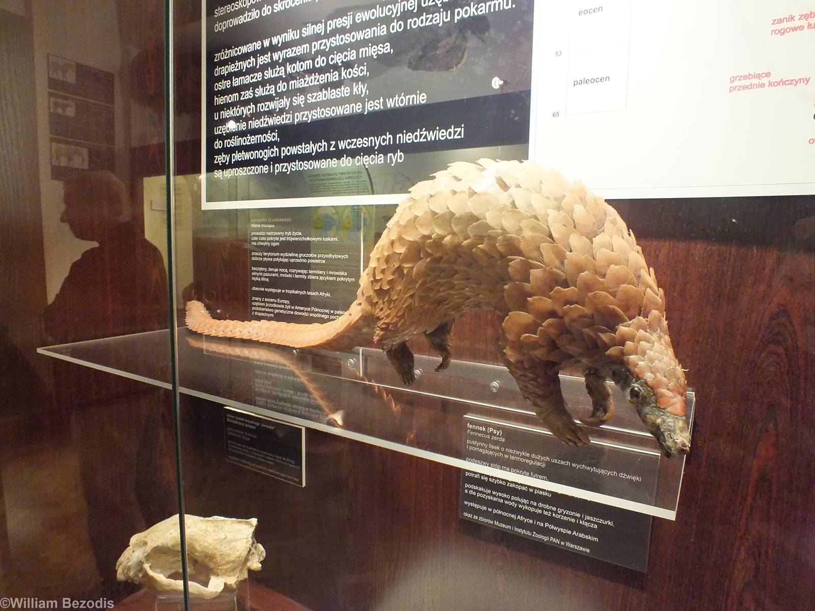 White-bellied Pangolin - Warsaw Museum of Evolution