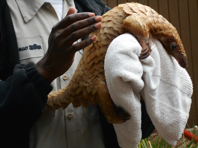 White-bellied pangolin