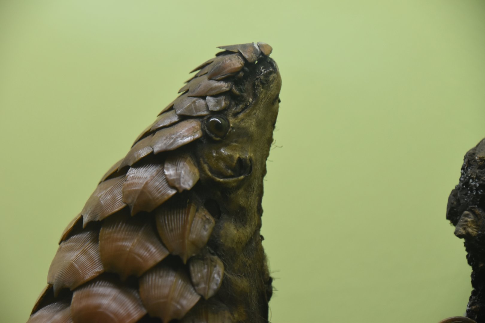 White-bellied pangolin