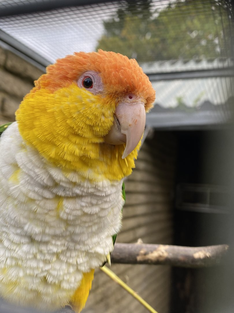 White-bellied parrot 061121
