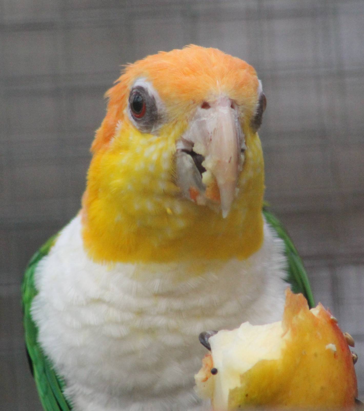 White-bellied parrot