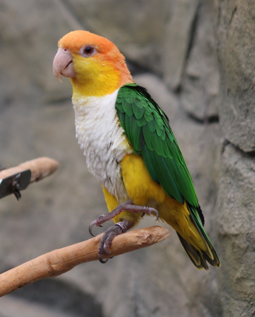 White-bellied parrot