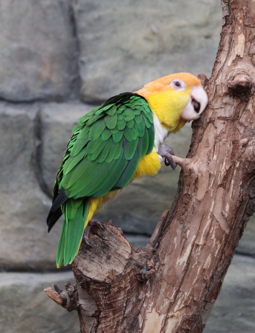 White-bellied parrot