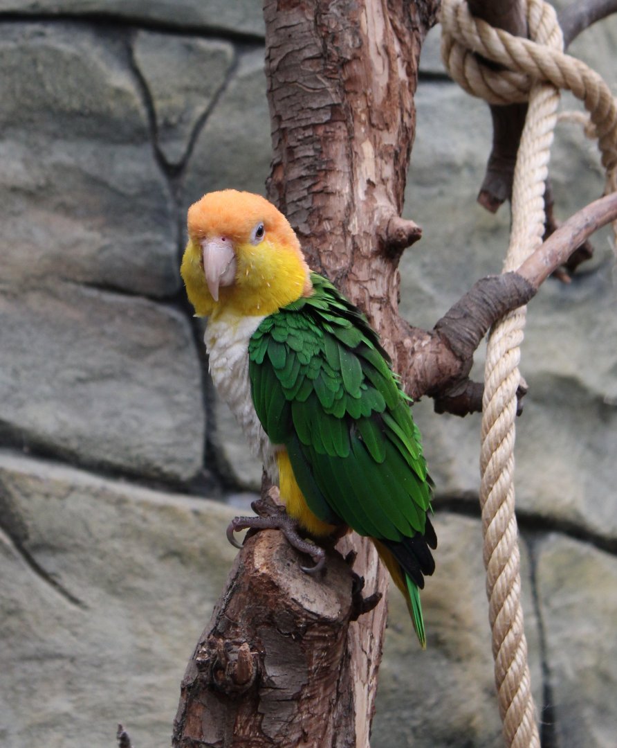 White-bellied parrot