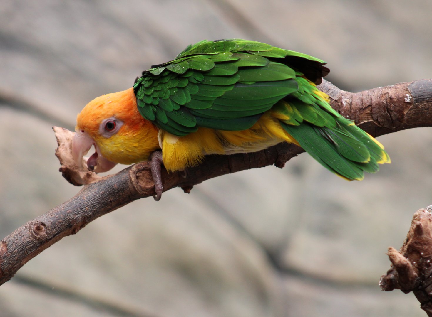 White-bellied parrot