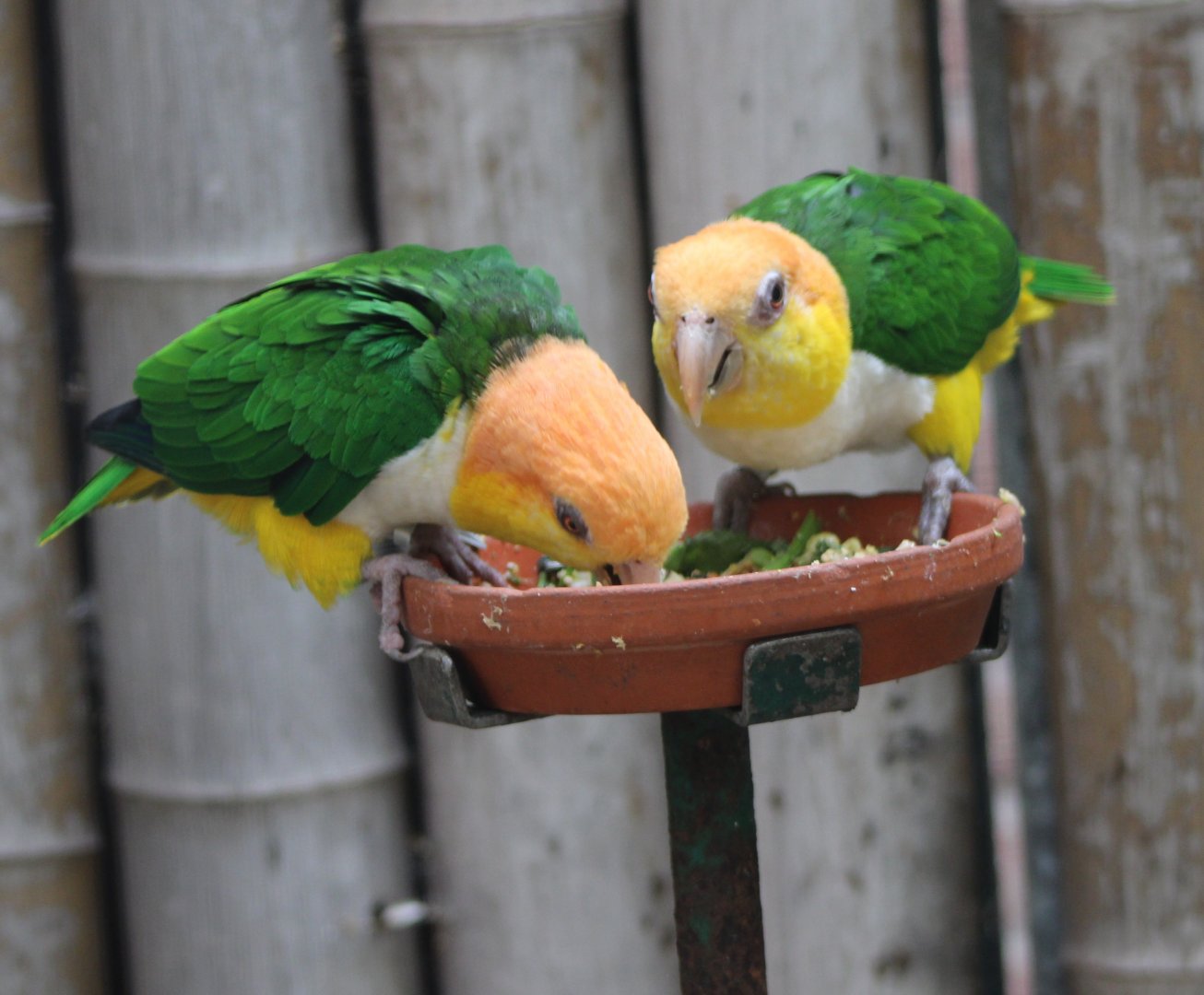 White-bellied parrots at the feeding-bowl