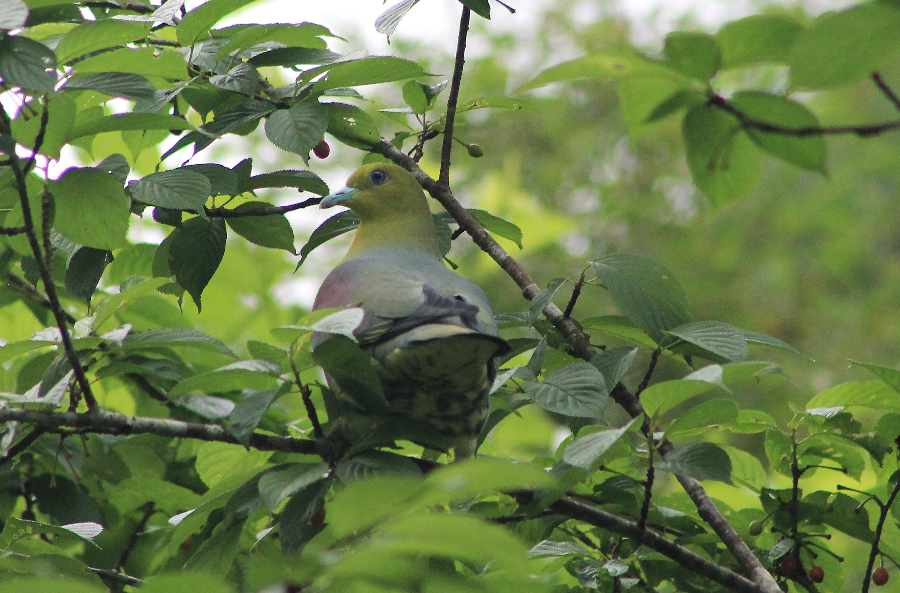White-bellied Pigeon (Treron sieboldii)