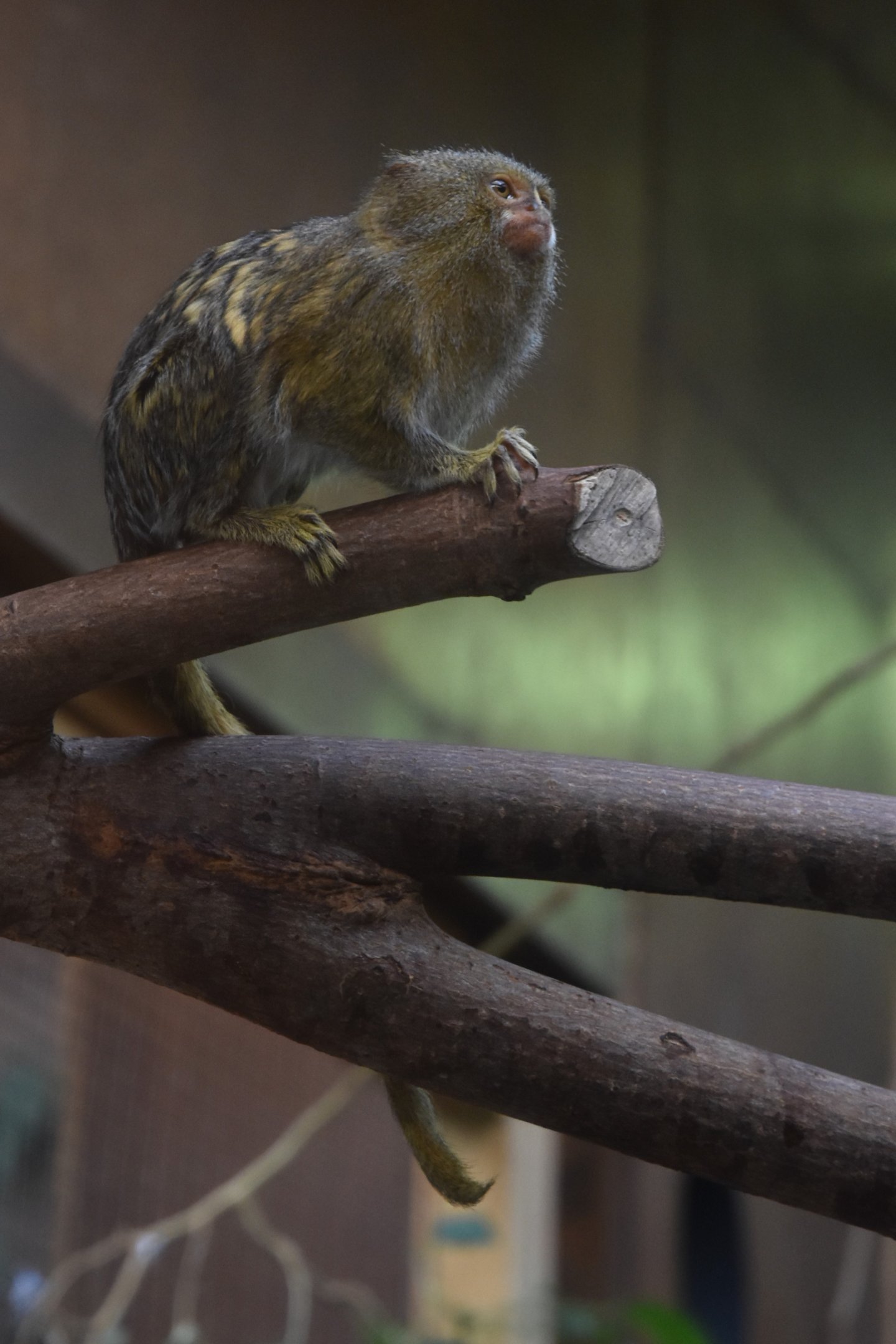 White-bellied Pygmy Marmoset at Chester, 1st February 2025