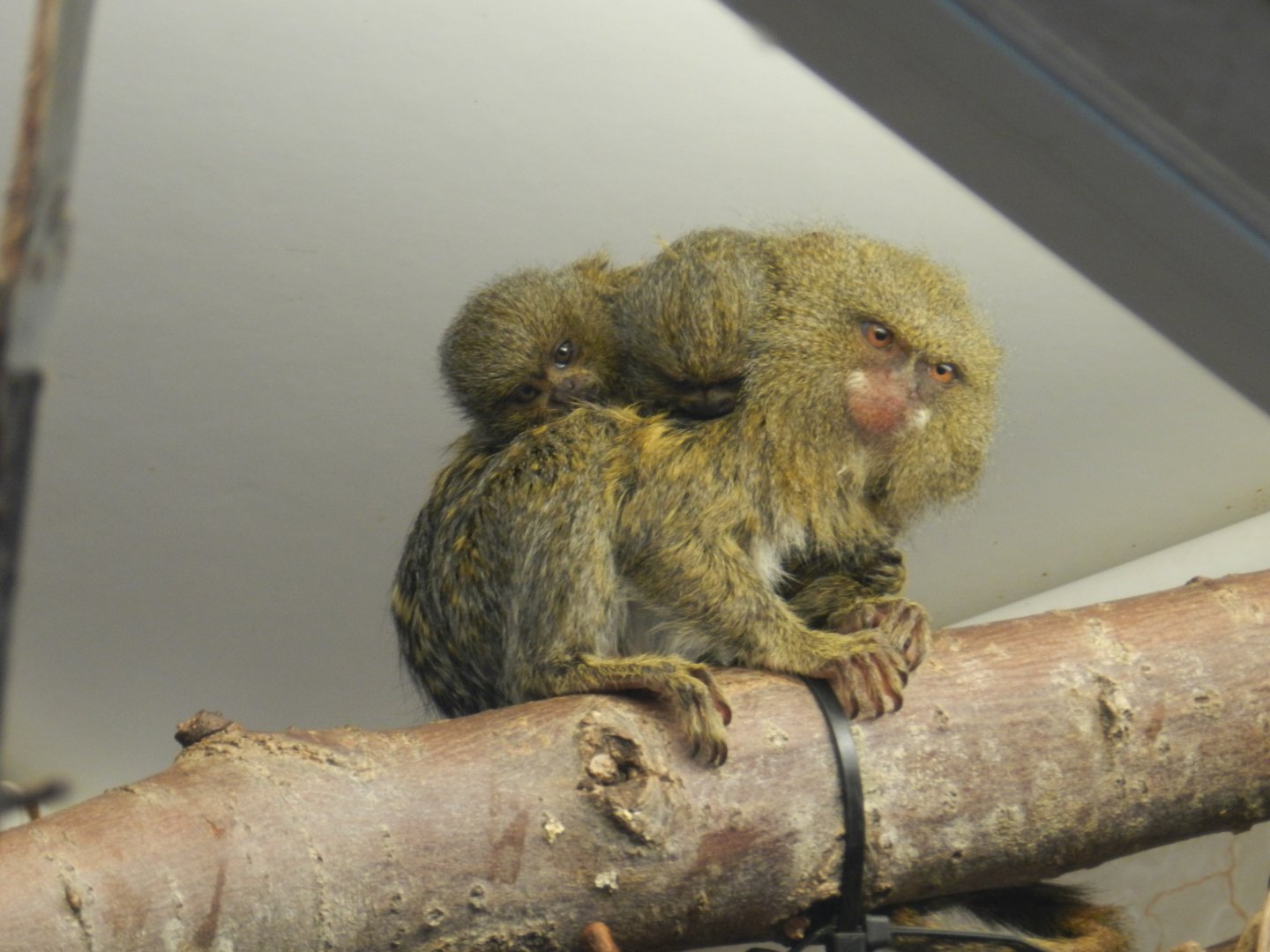 White-Bellied Pygmy Marmoset (Cebuella pygmaea niveiventris) at Banham Zoo, England
