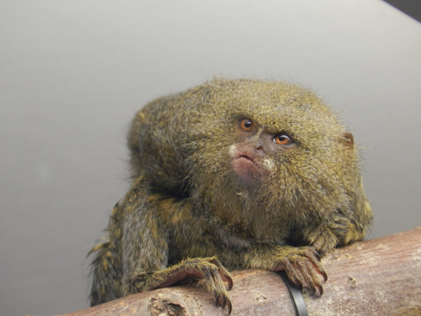 White-Bellied Pygmy Marmoset (Cebuella pygmaea niveiventris) at Banham Zoo, England