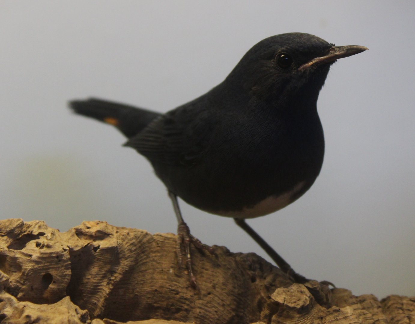 White-bellied redstart