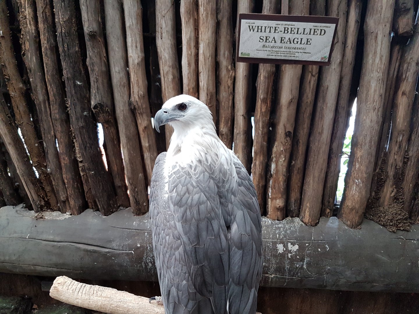 White-Bellied Sea Eagle at Ark Avilion Zoo in Manila